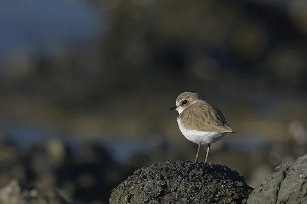 Széki Lile Charadrius Alexandrinus Görögország — Stock Fotó