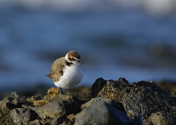 Kentish Plover Charadrius Alexandrinus Grécia — Fotografia de Stock