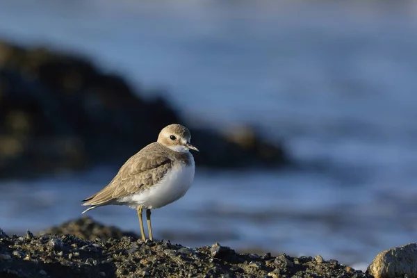 Meer Zand Plevier Charadrius Leschenaultii Griekenland — Stockfoto