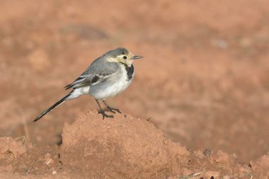 Beyaz kuyruk (Motacilla alba), Yunanistan