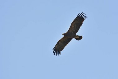 Küçük Benekli Kartallar (Aquila pomarina), Girit