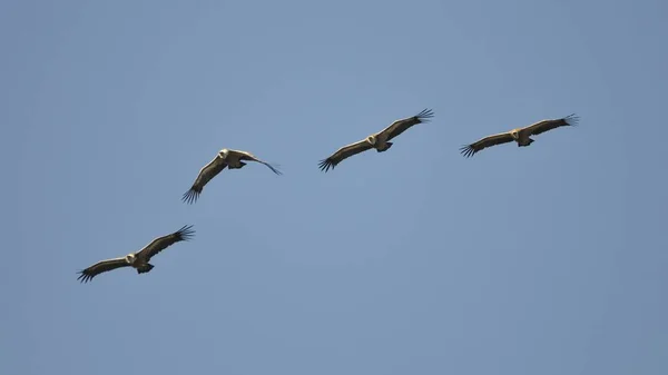 Griffon Abutres Gyps Fulvus Creta Grécia — Fotografia de Stock