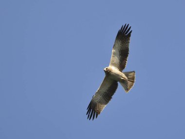 Çizmeli kartal (Aquila pennata), Yunanistan