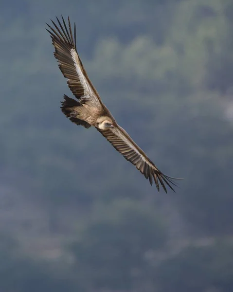 Griffon Vulture Gyps Fulvus Kreta Grækenland - Stock-foto