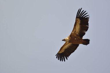 Kızıl akbaba (Gyps fulvus), Crete, Yunanistan