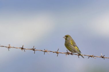 Avrupa yeşil ispinozu (Chloris chloris), Yunanistan