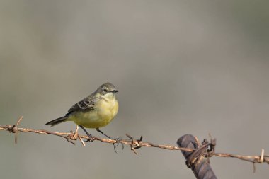 Western Sarı kuyruksallayan (Motacilla flava), Crete