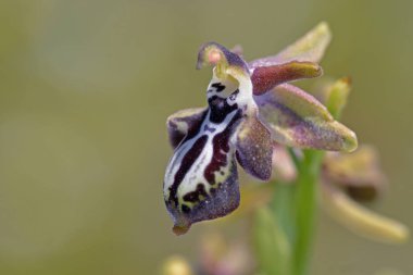 Ophrys ariadne, Crete, Yunanistan 