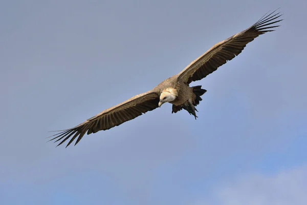 Griffon Vulture - Gyps fulvus, Girit 