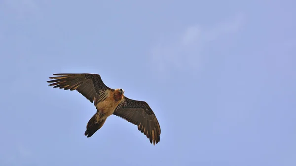 Abutre Barbudo Gypaetus Barbatus Creta — Fotografia de Stock