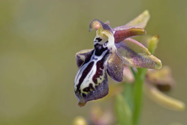 Ophrys Ariadne Kreta Grekland — Stockfoto