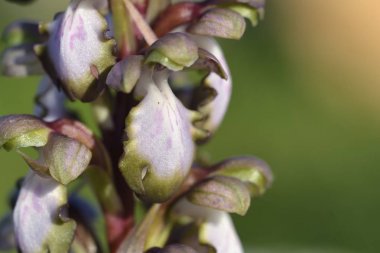 Himantoglossum robertianum, Crete, Yunanistan