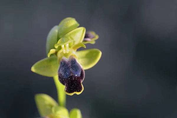 Ophrys Cinereophila Crete Görögország — Stock Fotó