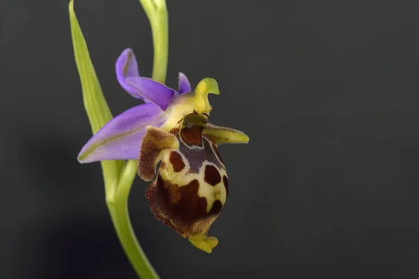 Ophrys Heldreichii Crete Görögország — Stock Fotó