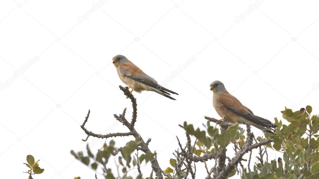 Lesser kestrel (Falco naumanni), Crete