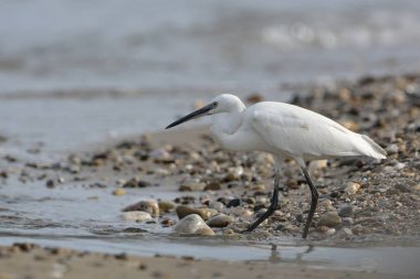 Küçük ak balıkçıl (Egretta garzetta), Yunanistan