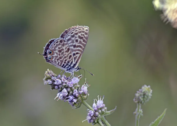 Leptotes Pirithous Bleu Queue Courte Lang Bleu Zèbre Commun Grèce — Photo