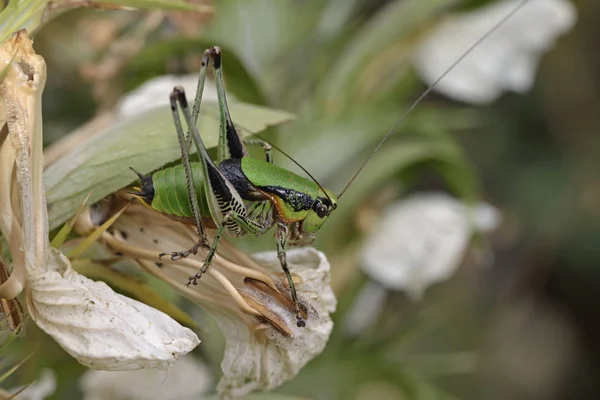 幼鱼科 Schmidt Marbled Bush Cricket — 图库照片