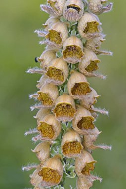 Digitalis ferruginea, Yunanistan 'ın Plantaginaceae familyasından bir bitki türüdür.