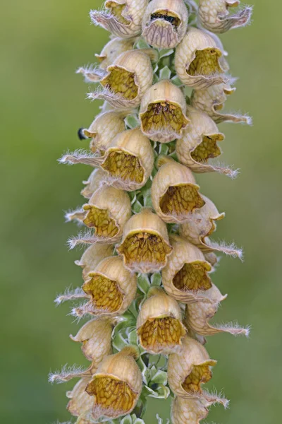 Digitalis Ferruginea Yunanistan Plantaginaceae Familyasından Bir Bitki Türüdür — Stok fotoğraf