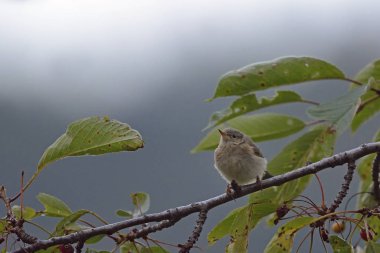 Genel Chiffchaff (Phylloscopus collybita), Yunanistan