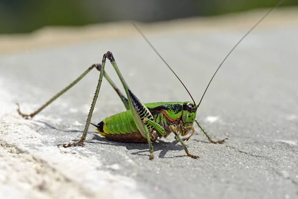 Eupholidoptera Schmidti Schmidt Marbled Bush Cricket Grekland — Stockfoto