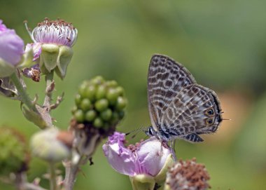 Leptotes pirithous, Lang'ın mavi veya ortak zebra kısa kuyruklu mavi, Yunanistan