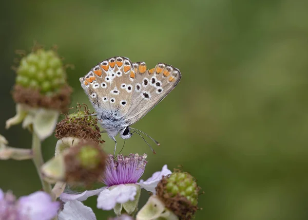 Aricia Agestis Brązowy Argument Jest Motylem Rodziny Lycaenidae Grecja — Zdjęcie stockowe