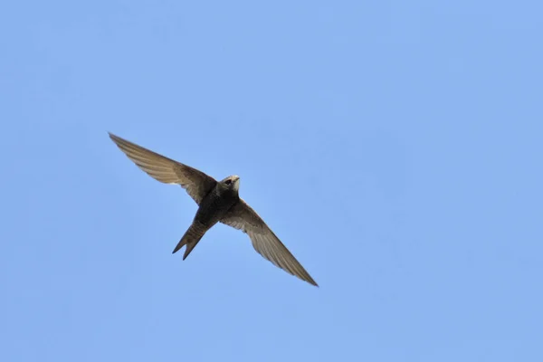 Apus Apus Ortak Swift Avrupa Swift Swift Yunanistan — Stok fotoğraf