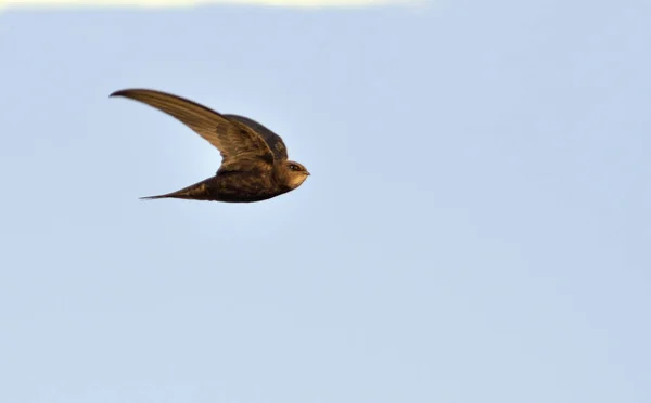 Apus apus (ortak Swift, Avrupa Swift, SWIFT), Yunanistan