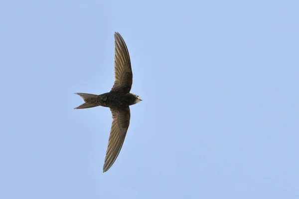 Apus Apus Common Swift European Swift Swift Grecia — Foto de Stock