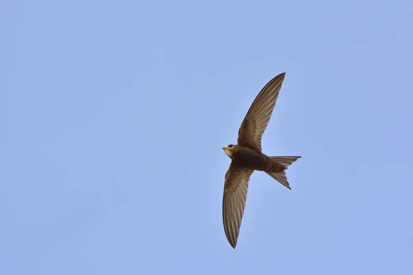 Apus Apus Common Swift European Swift Swift Grecia — Foto de Stock