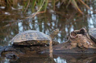 Balkan Terrapin - Mauremys rivulata, Crete