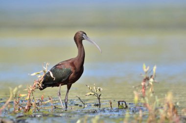 Parlak Ibis - Plegadis falcinellus, Crete