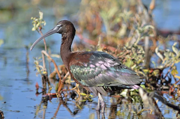 Ghesy Ibis Fabgadis Falcinellus Крит — стоковое фото