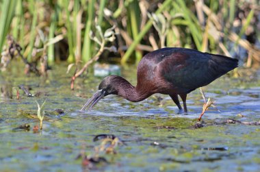 Parlak Ibis - Plegadis falcinellus, Crete
