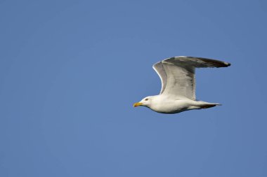 Sarı bacaklı martı (Larus michahellis), Crete, Yunanistan