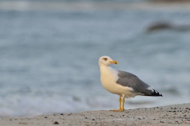 Sarı bacaklı martı (Larus michahellis), Crete, Yunanistan
