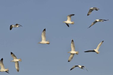 Sarı bacaklı martı (Larus michahellis), Crete, Yunanistan