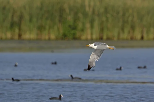 Gul Legged Gull Larus Michahellis Kreta Grekland — Stockfoto