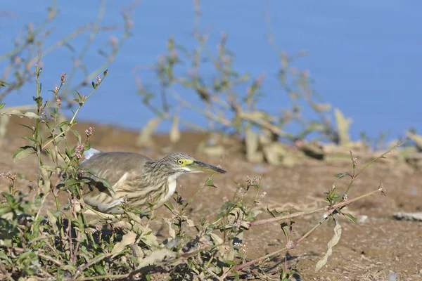 Tykev Obecná Ardeola Ralloides Kréta — Stock fotografie