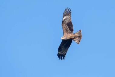 Milvus migrans (Siyah Uçurtma), Girit