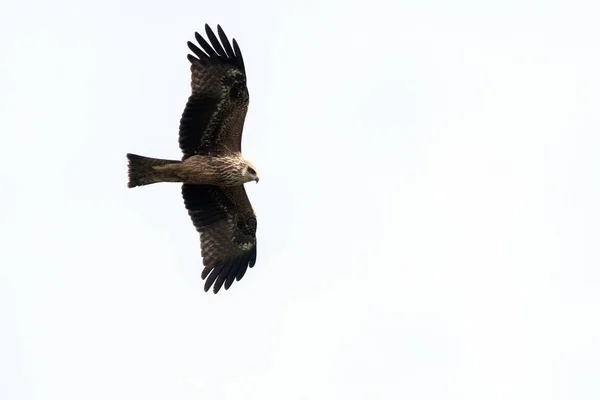 Milvus Migrans Black Kite Creta — Fotografia de Stock