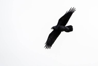 Bir Kuzgun (Corvus corax), Girit