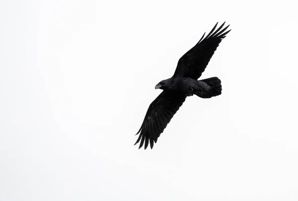 Bir Kuzgun (Corvus corax), Girit