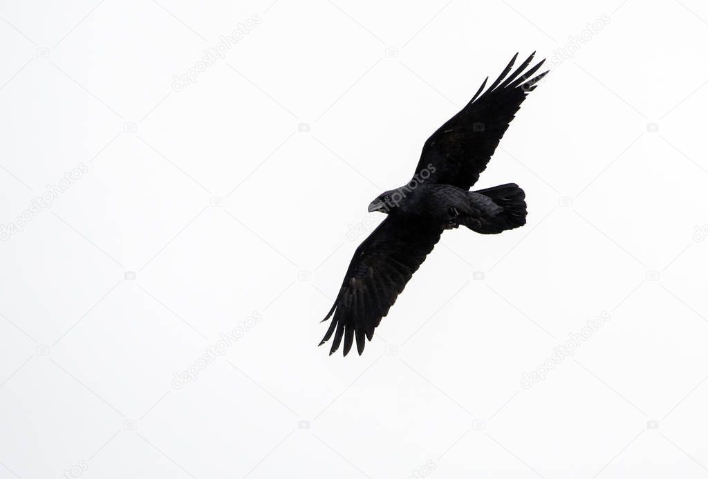 A Raven (Corvus corax), Crete