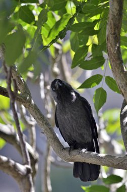 Avrasya Jackdaw (Corvus monedula), Yunanistan