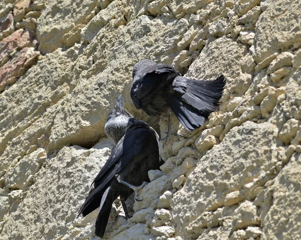 Eurasian Jackdaw Corvus Monedula Grekland — Stockfoto