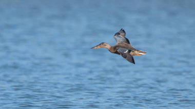 Spatula clypeata (Kuzey kürekçisi), Yunanistan