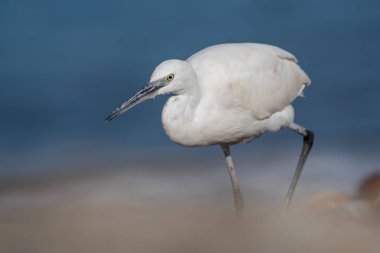 Küçük ak balıkçıl (Egretta garzetta), Yunanistan